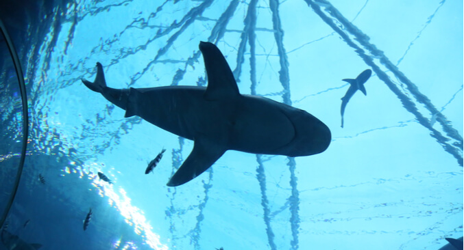 view from underneath a shark swimming